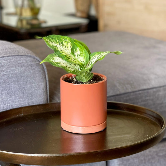 Dieffenbachia Camille houseplant in a terracotta pot