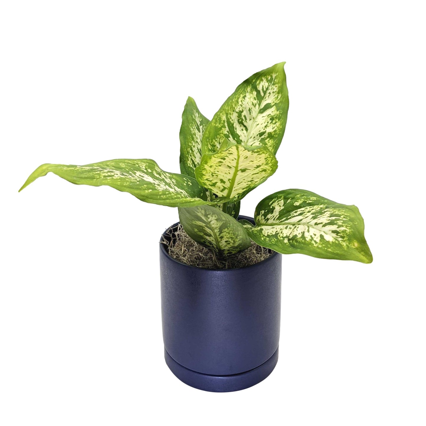 Dieffenbachia - Camille Houseplant