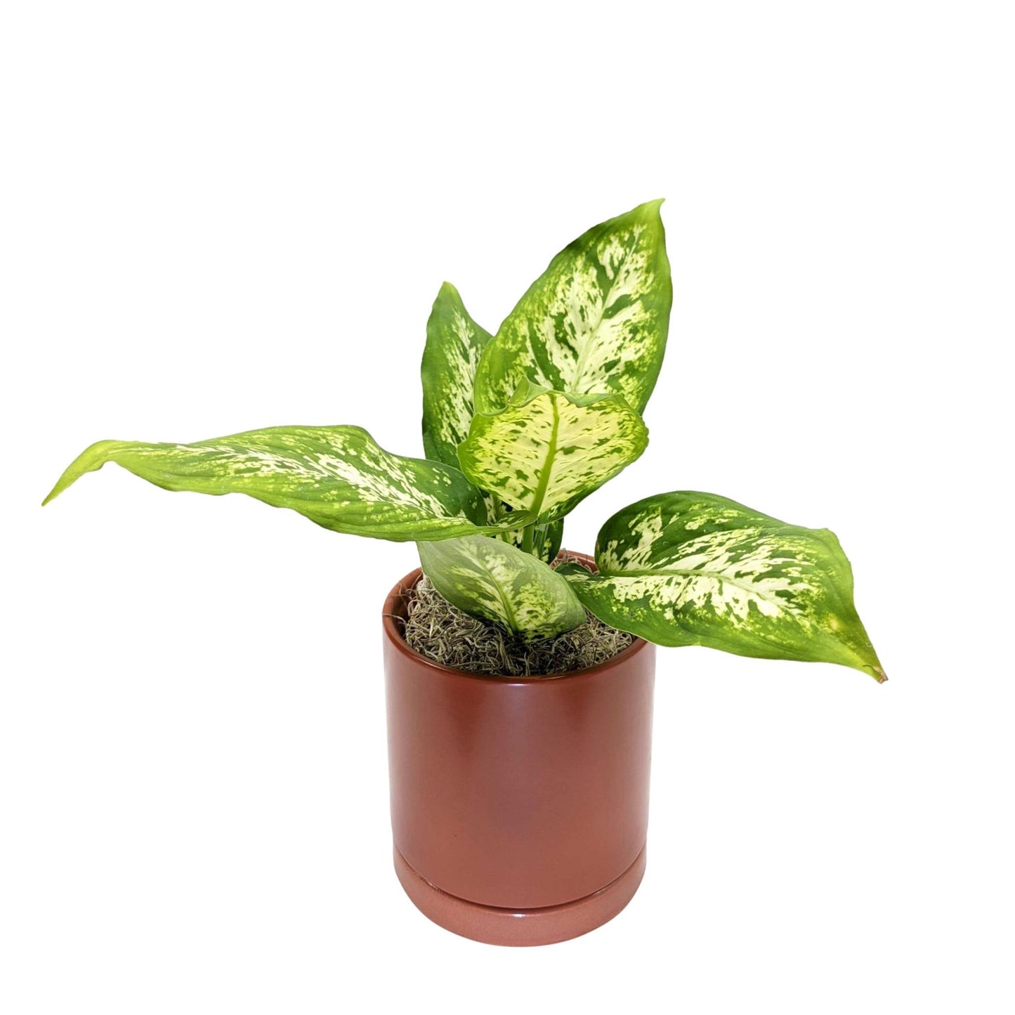 Dieffenbachia - Camille Houseplant