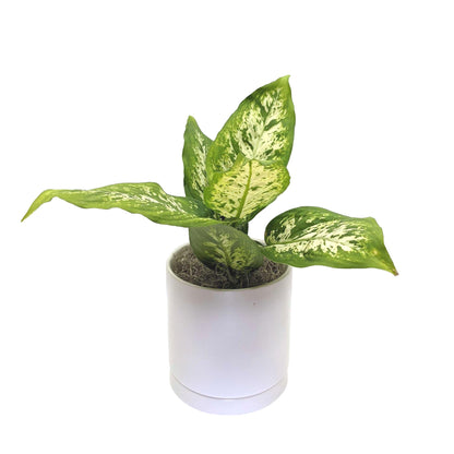 Dieffenbachia - Camille Houseplant