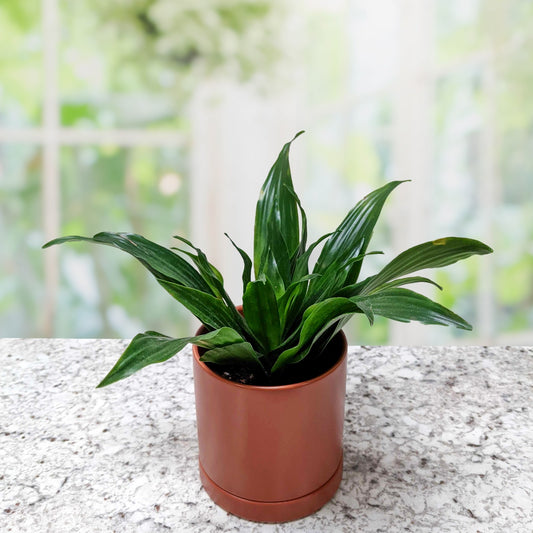 Dracaena - Janet Craig Compacta Houseplant