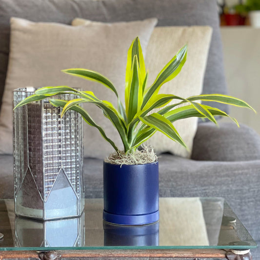 dracaena lemon lime houseplant in a blue pot