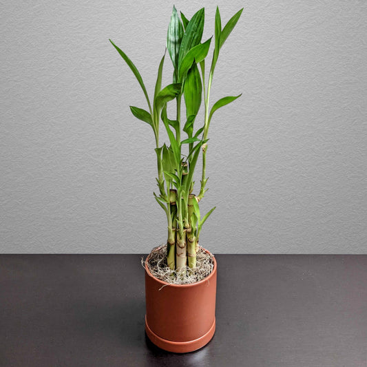 Lucky Bamboo in a terracotta ceramic pot