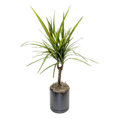 Dracaena - Marginata Cane Houseplant