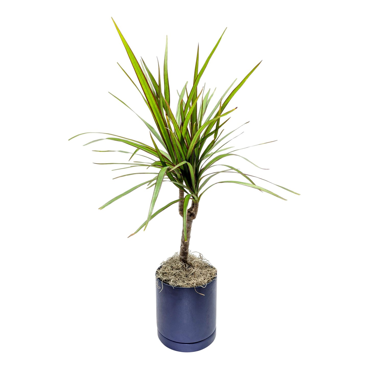 Dracaena - Marginata Cane Houseplant