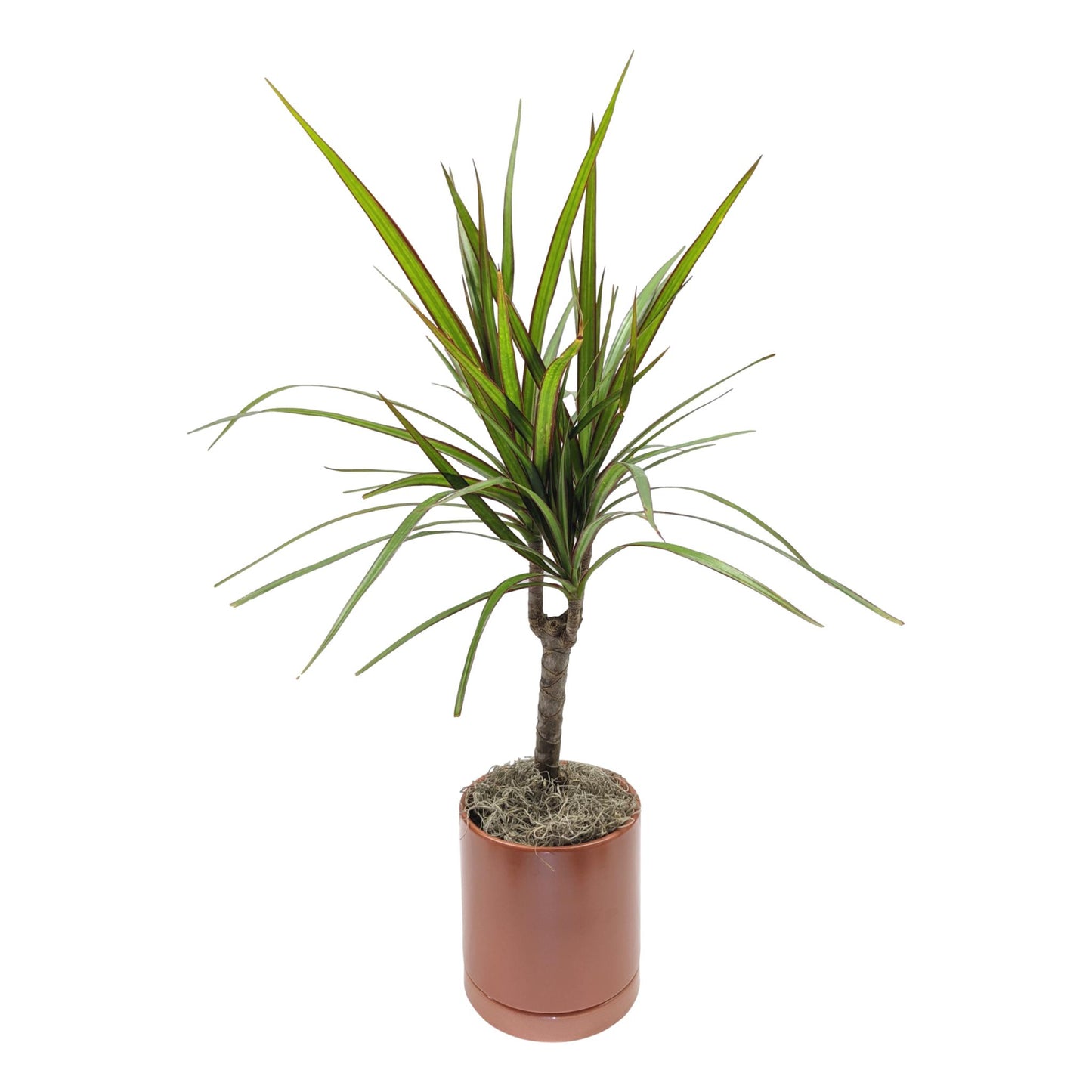 Dracaena - Marginata Cane Houseplant