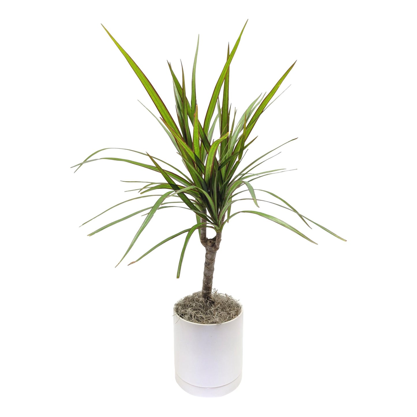 Dracaena - Marginata Cane Houseplant