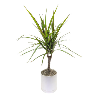 Dracaena - Marginata Cane Houseplant