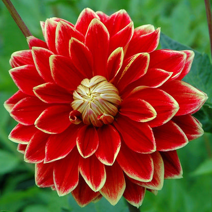 Dahlia Dutch Carnival