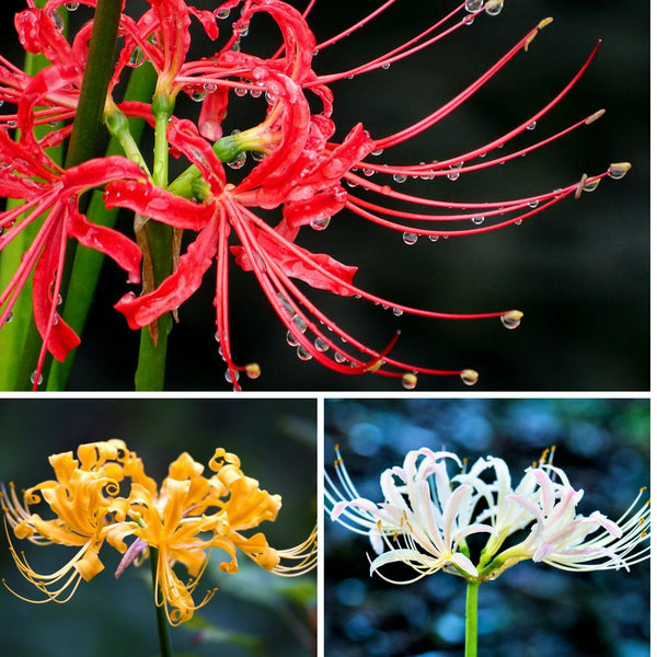 Electric Blue Spider Lily (Lycoris sprengeri) - 3 bulbs