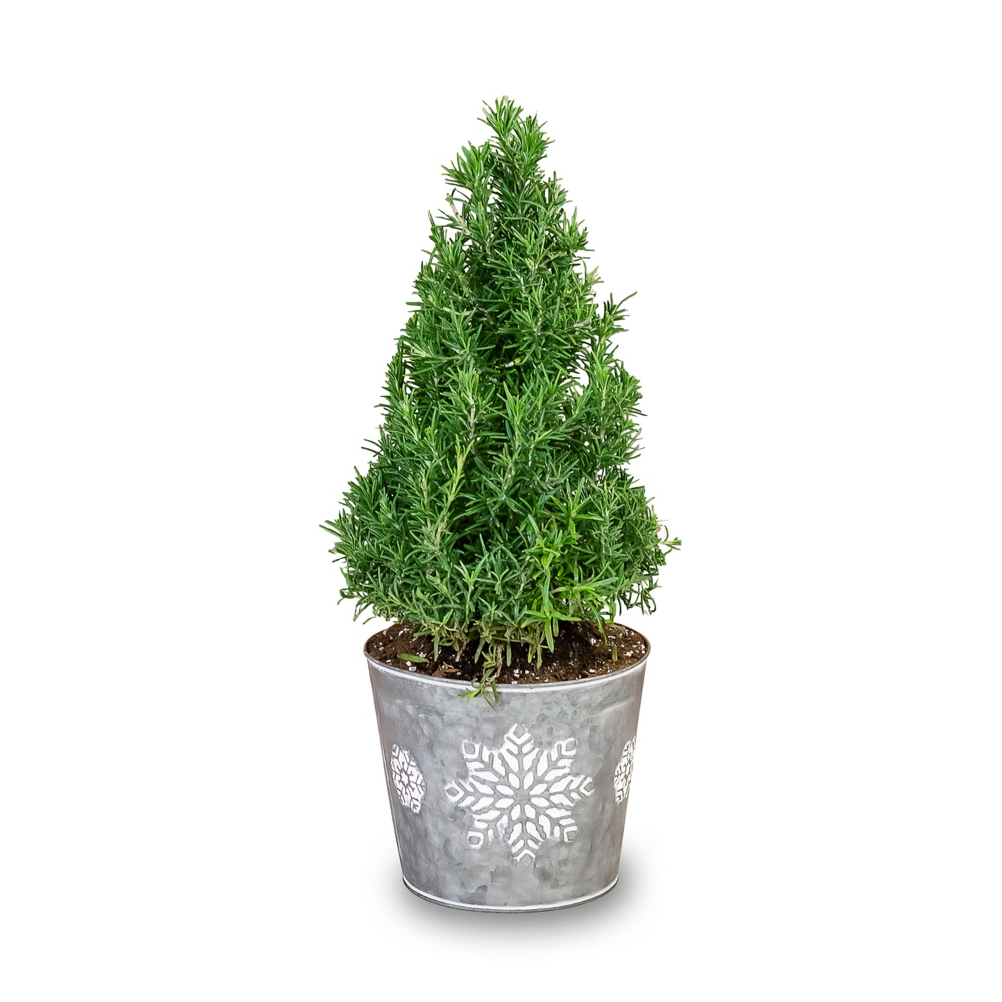 Small Rosemary Tree in A Tin with Snowflake Prints