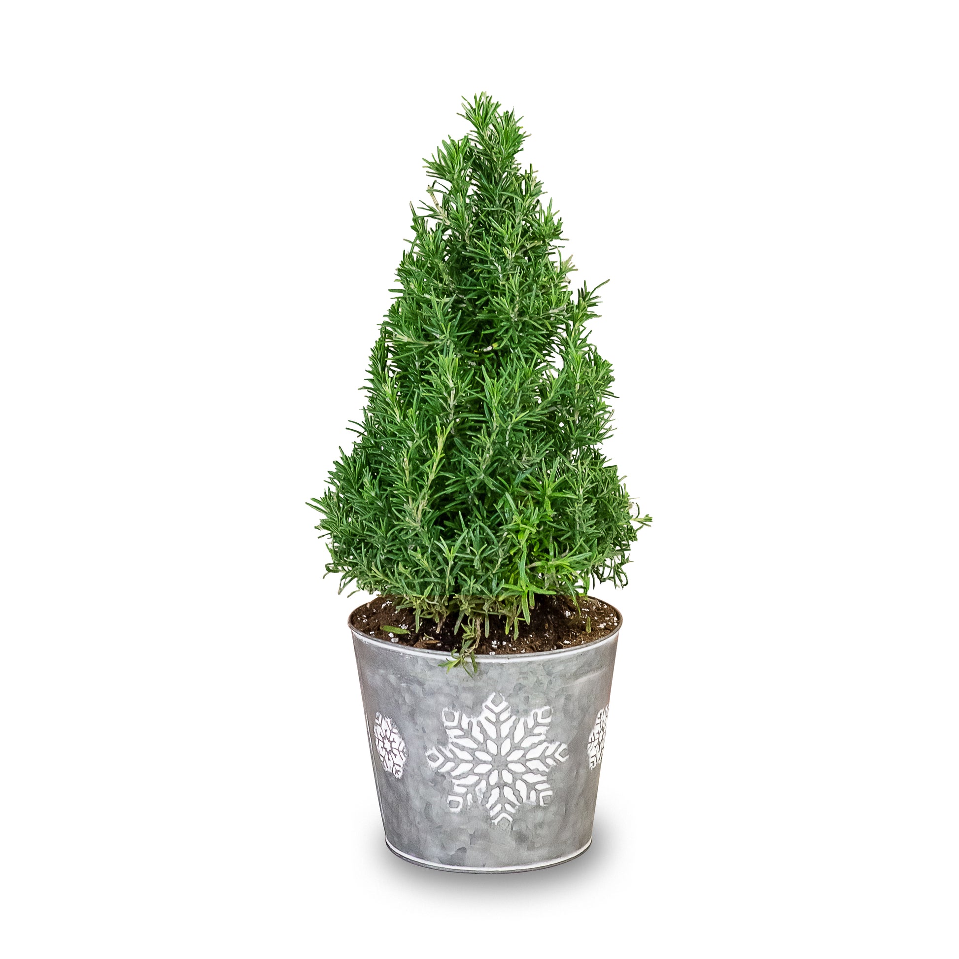 Small Rosemary Tree in A Tin with Snowflake Prints