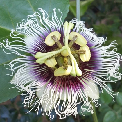 Purple & White Passion Flower Plant For Sale | Edulis Frederick – Easy ...