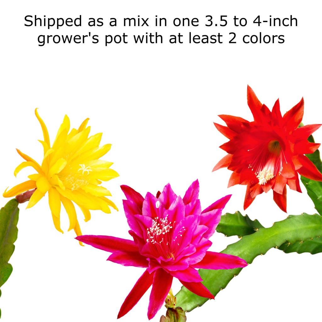 Epiphyllum hybrids for Sale  Orchid Cactus Mix – Easy To Grow Bulbs