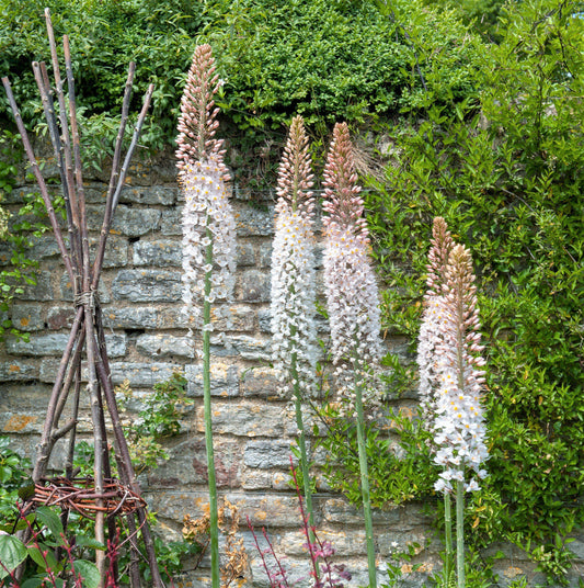 Blooming Foxtail Lily