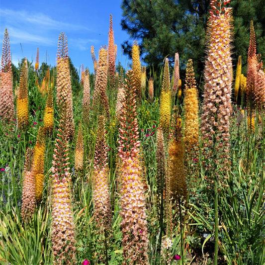 Eremurus Shelford Hybrid Mix