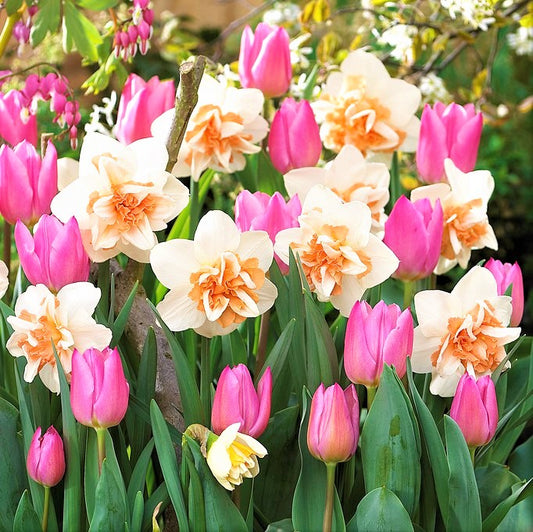 Blend of Pink Tulips and Peach & White Daffodils