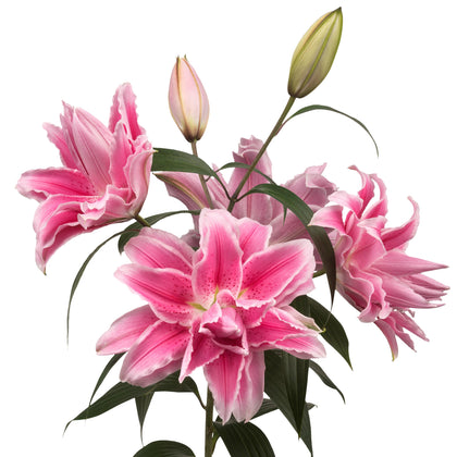 Bright Pink Oriental Lily Bulbs For Sale | Roselily Isabella® – Easy To ...