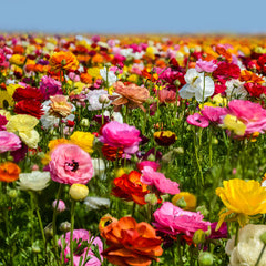 Ranunculus Bulbs For Sale – Easy To Grow Bulbs