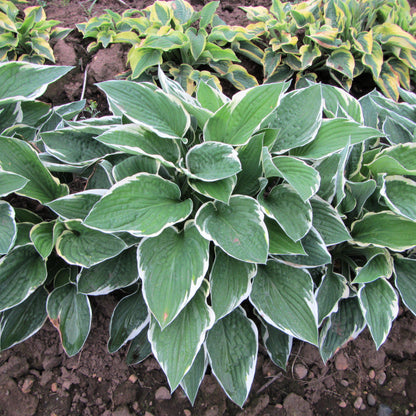 Variegated Hosta Francee Plant