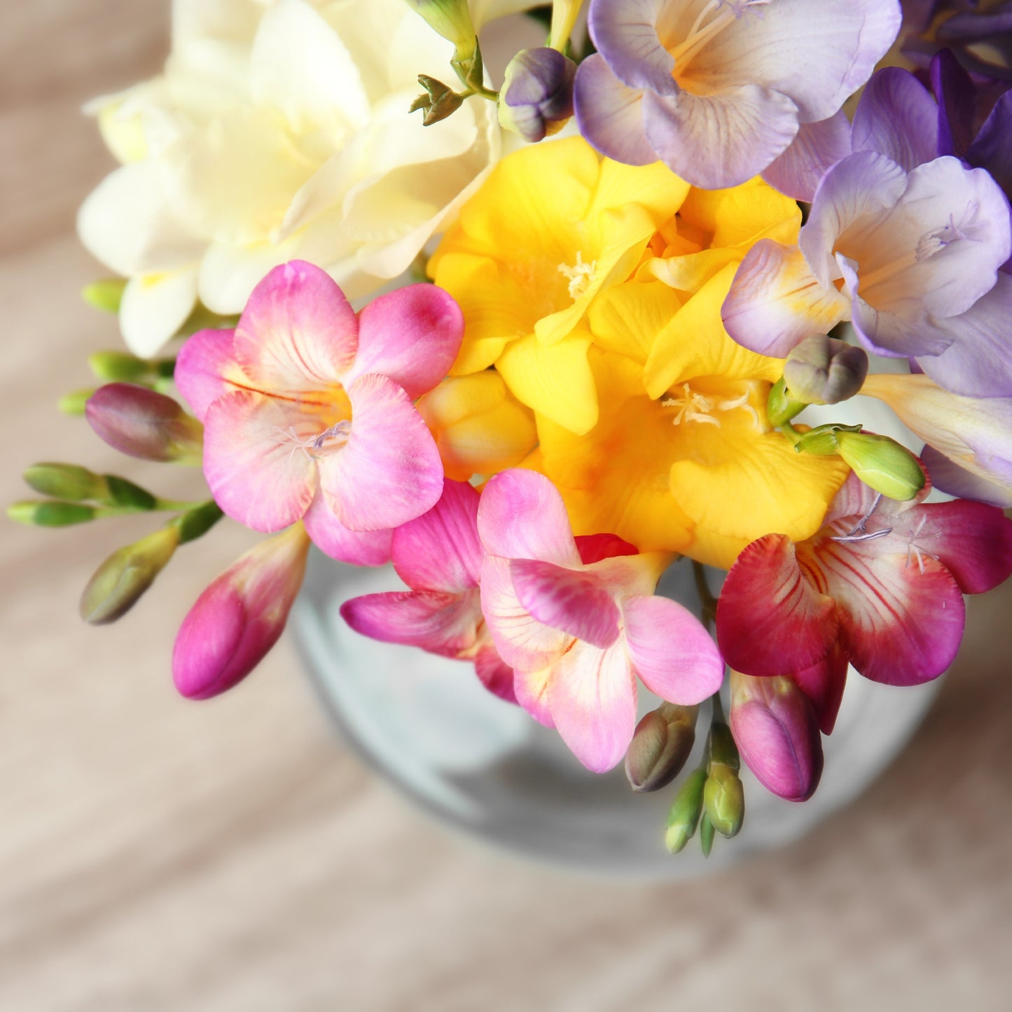 Freesia - Cottage Garden Collection