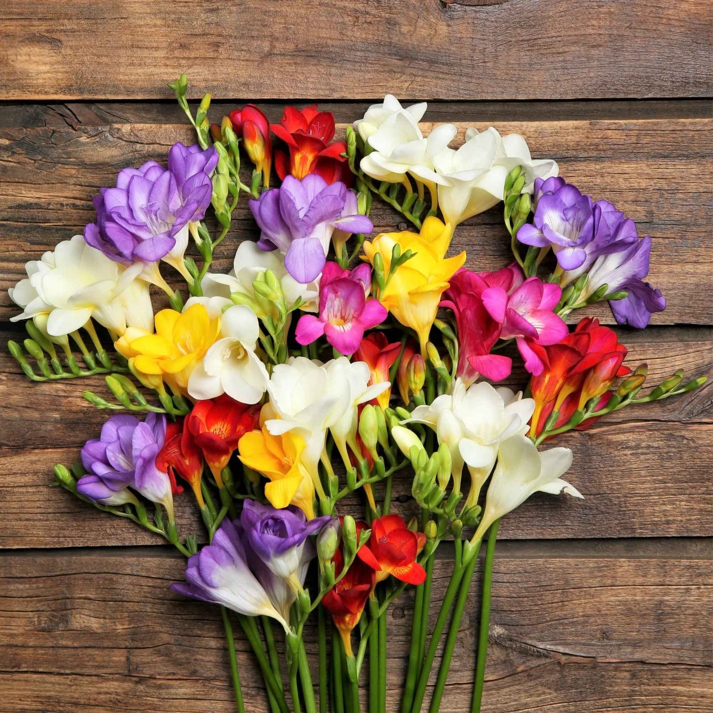 mixed colors double flowering freesia blooms