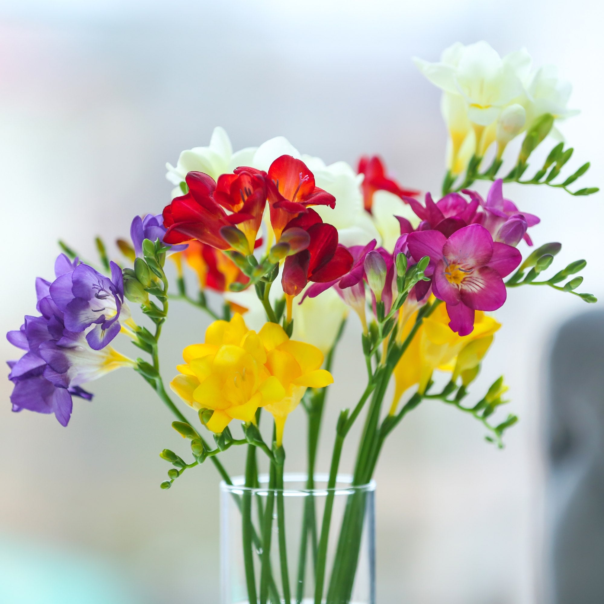 Fragrant And Colorful Freesia Bulbs For Sale Online Singles Mix Easy