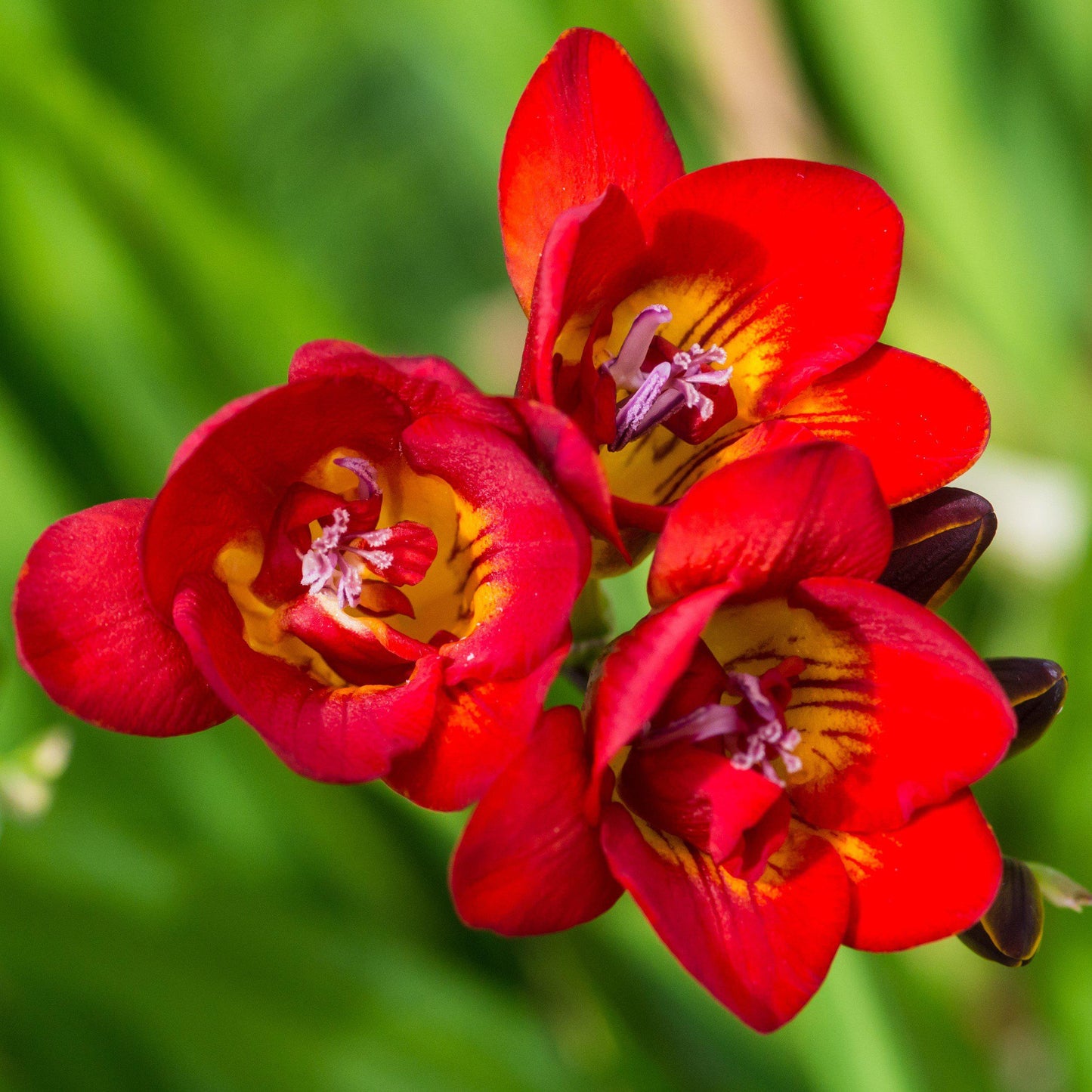 Double bicolor freesia flower orange and yellow