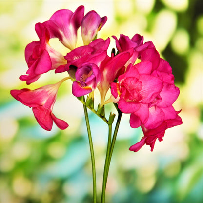 Pink double freesia flowers