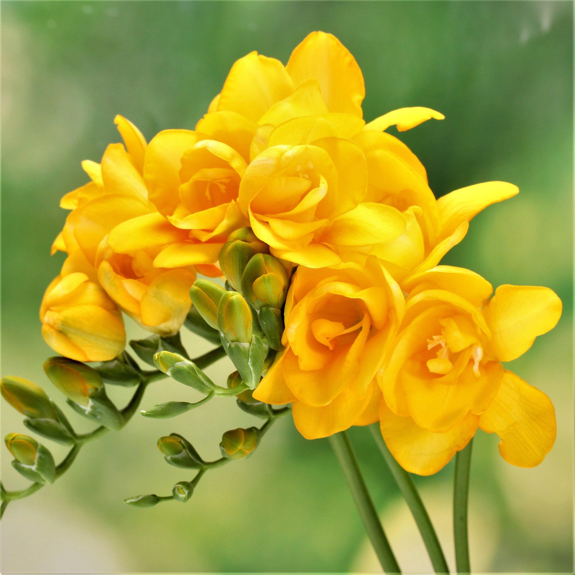 Double yellow freesia flower