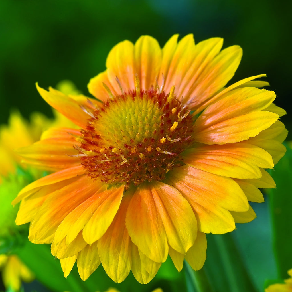 yellow blanket flower