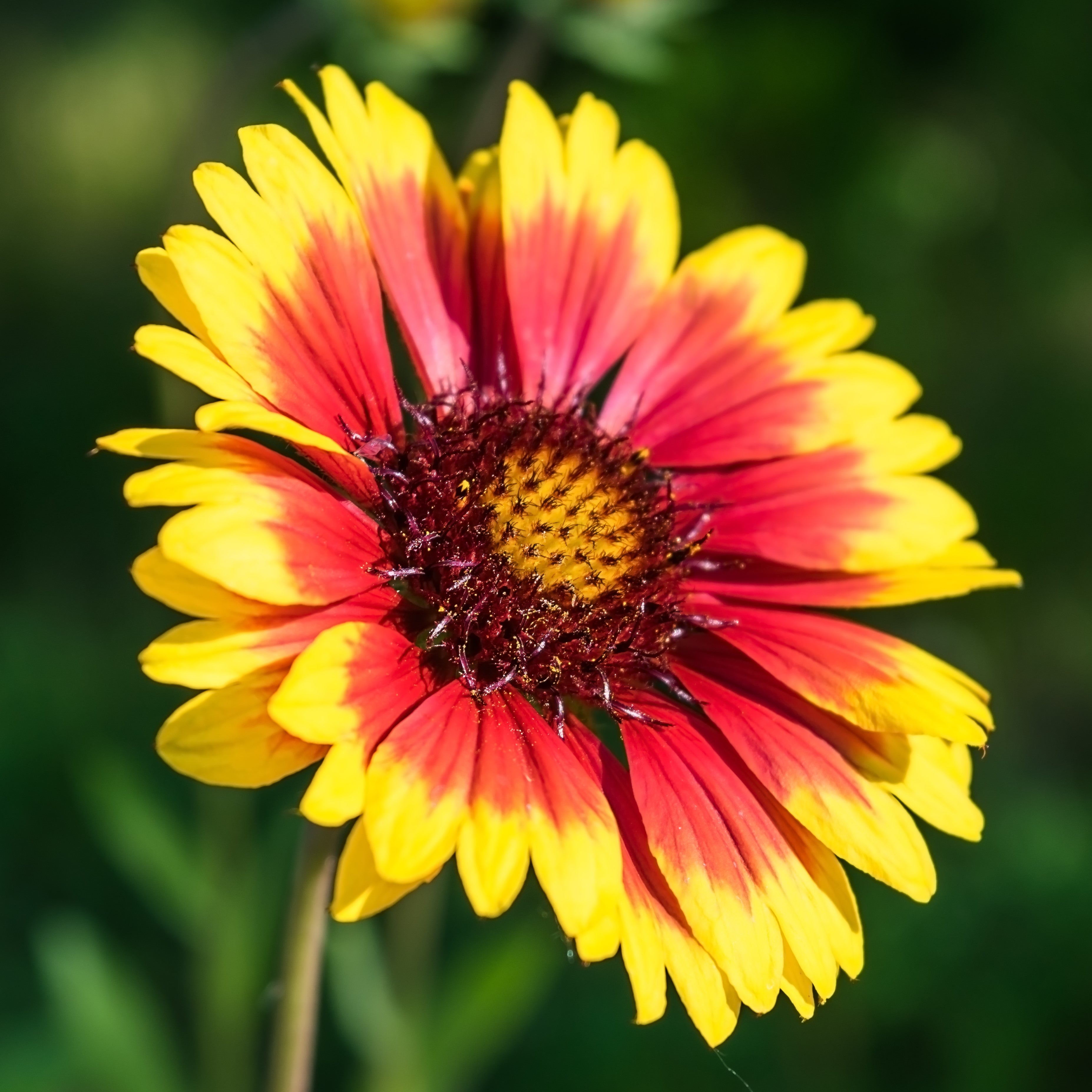 Gaillardia Rooted Starter Plants for Sale Online | Arizona Sun – Easy