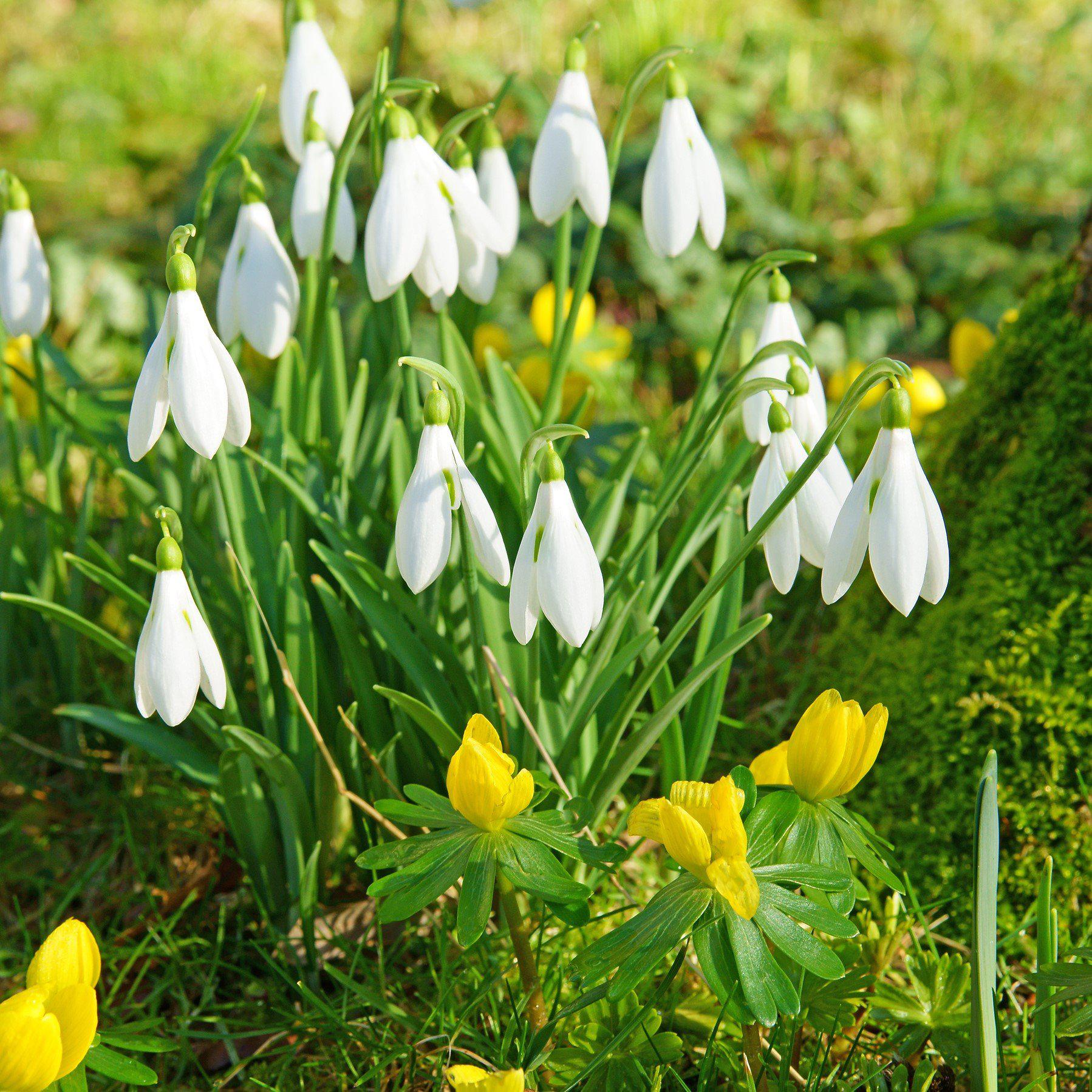 White Planted Eranthis mix