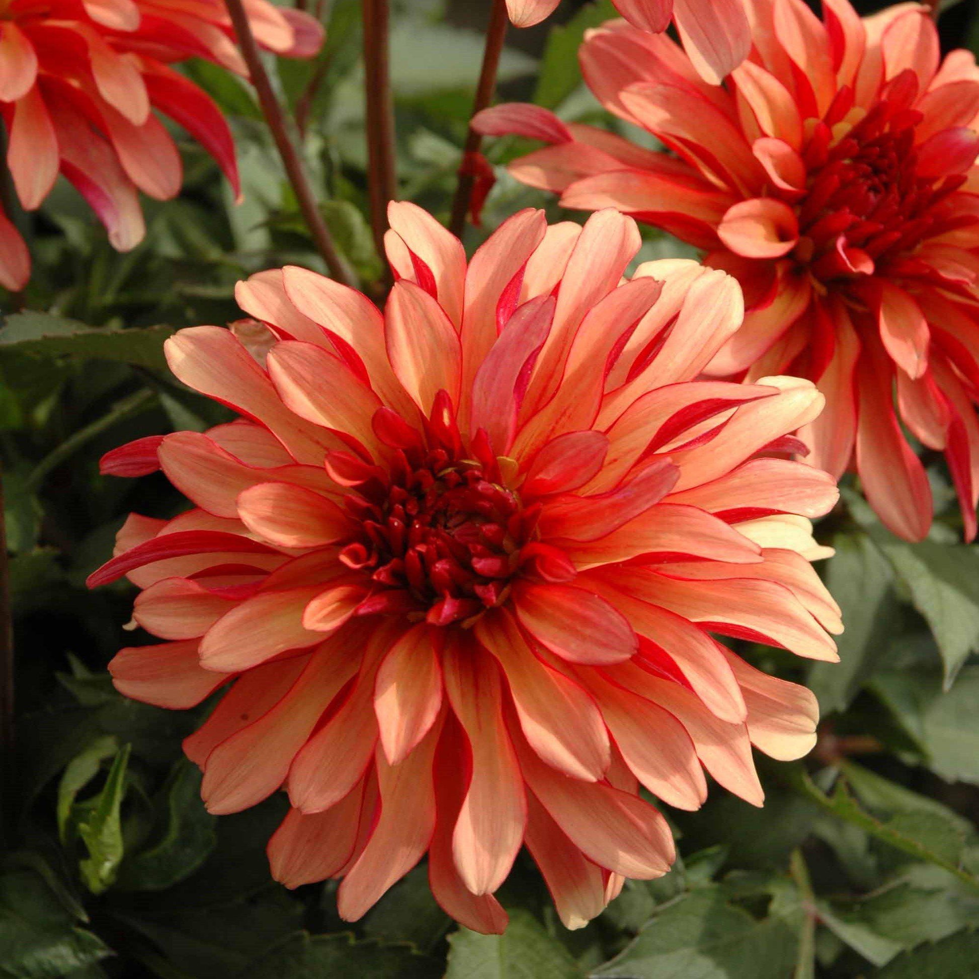 Multiple Gallery Art Deco Dahlias