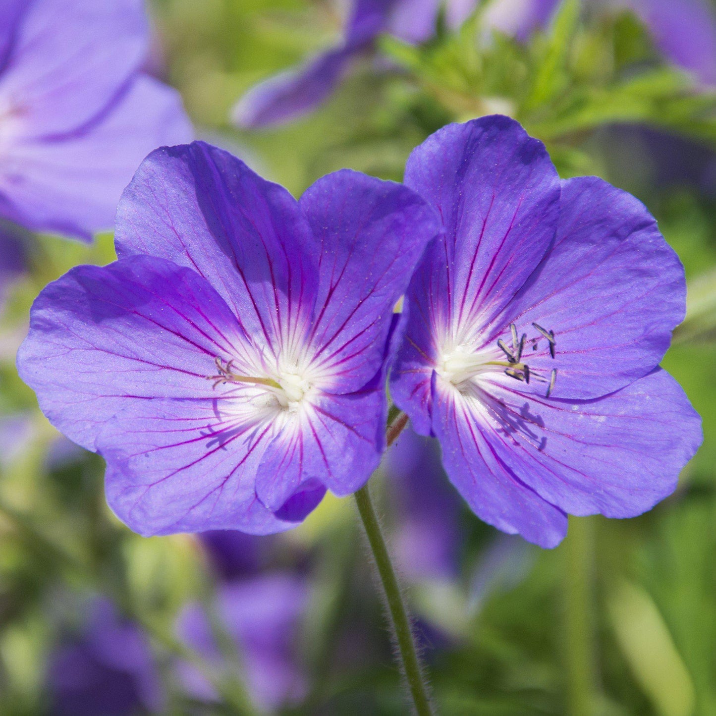 Butterfly-like Blooms of the "Kashmir Purple" Geranium