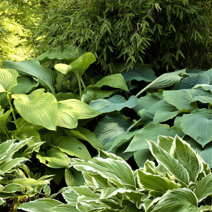 Hosta collection