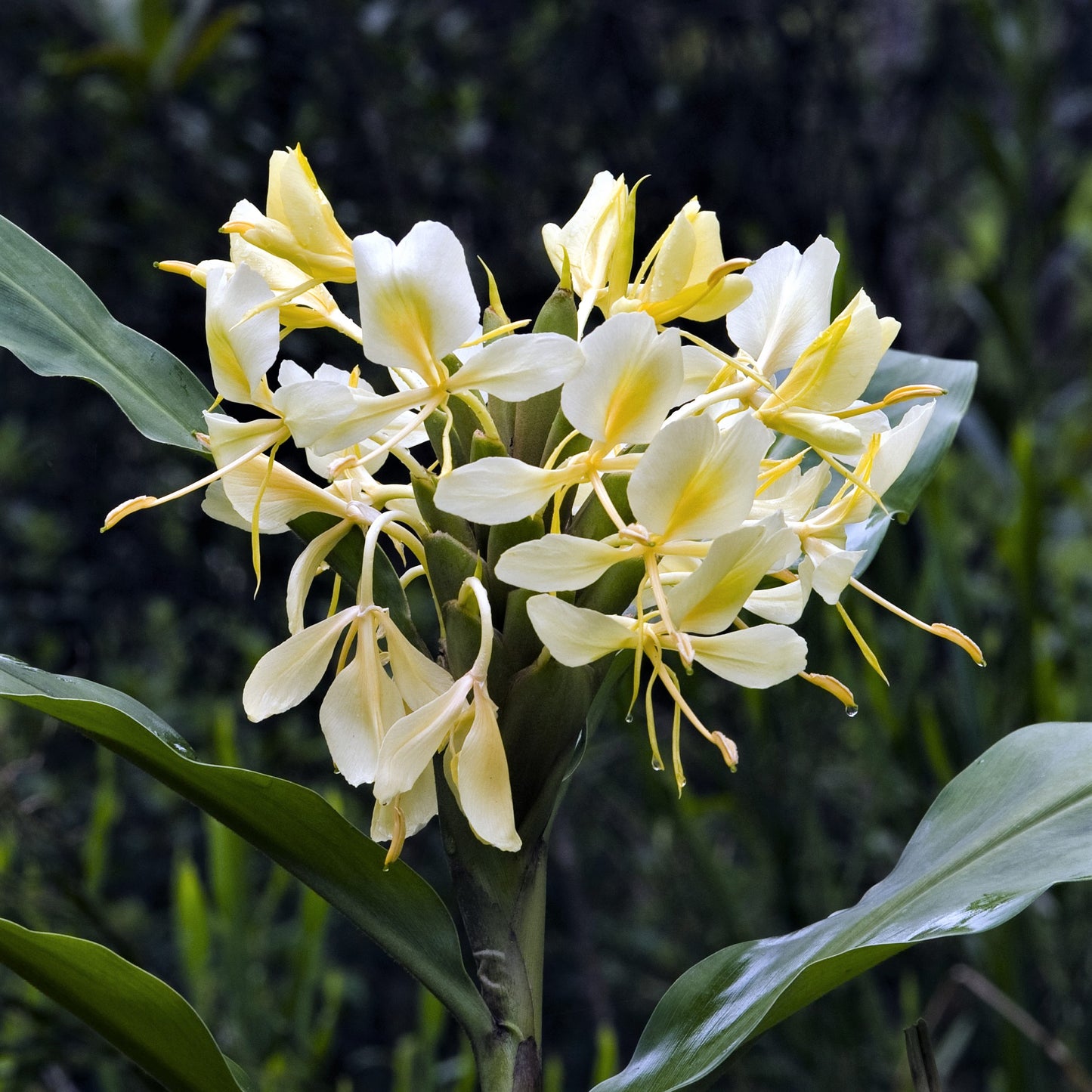 Beautiful yellow and white flowering "Flavescens" Gineger