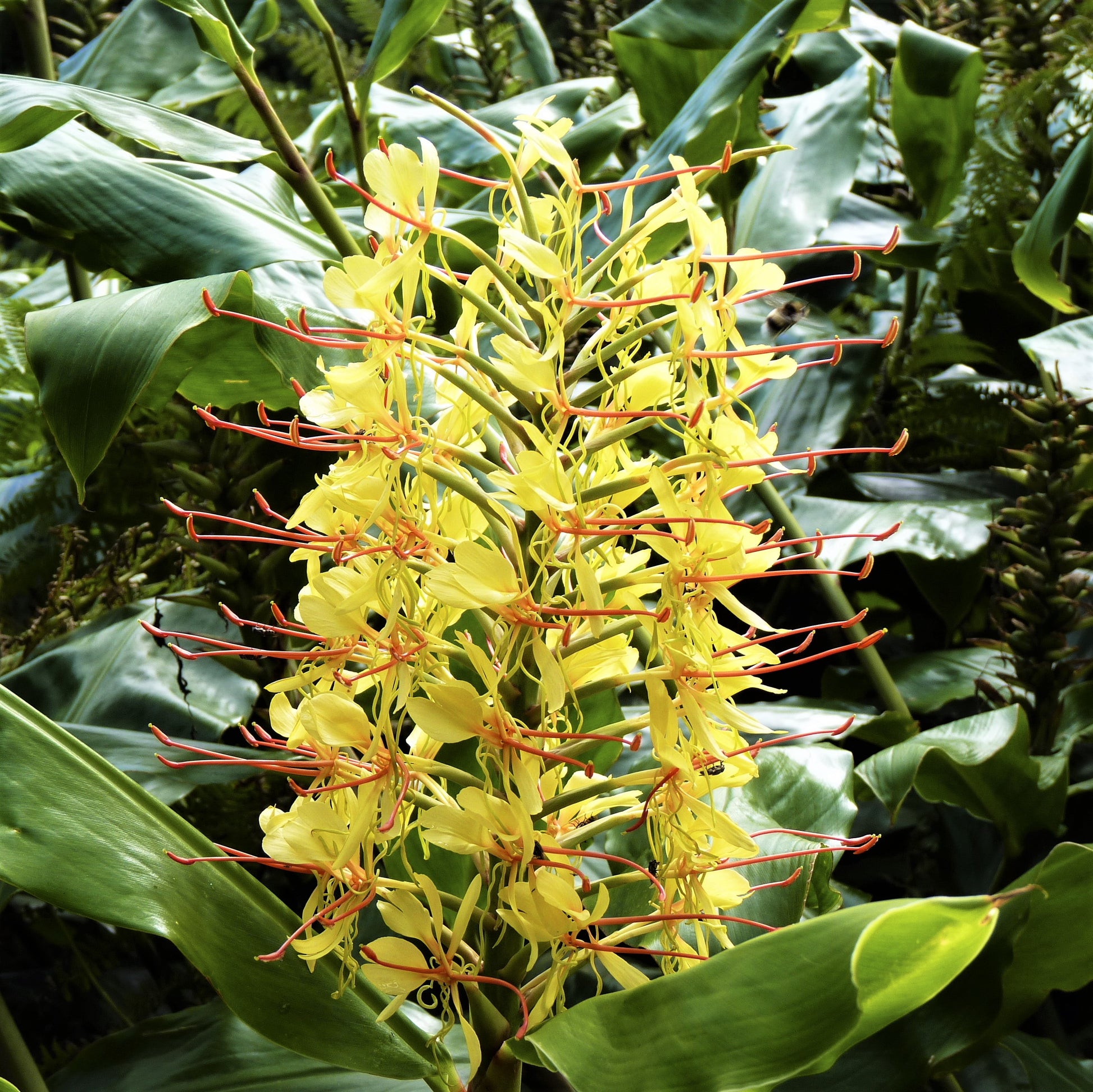 Sunny Yellow Flowers Emerging Amongst Glossy Green Leaves of the Gardnerianum Ginger Plant