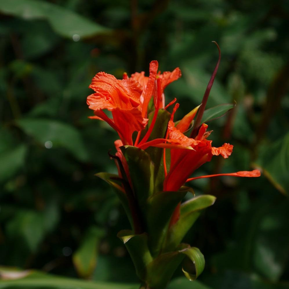 Fragrant flowers of mango red and the foliage is deep olive green with a red wash on the back sides of the wide leaves