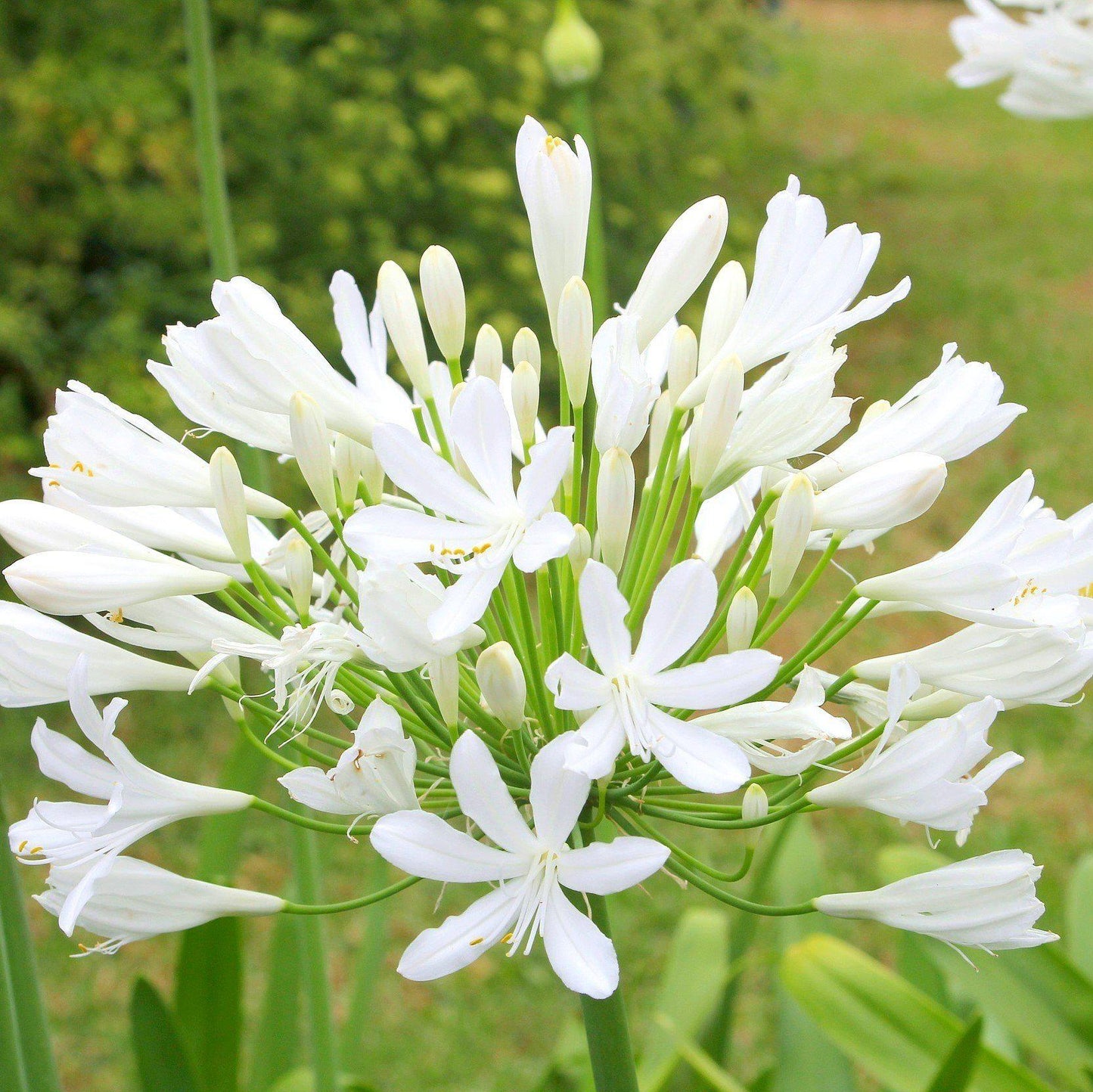 Agapanthus Glacier Stream White Flower