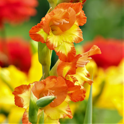 Yellow and orange gladiolus flowers