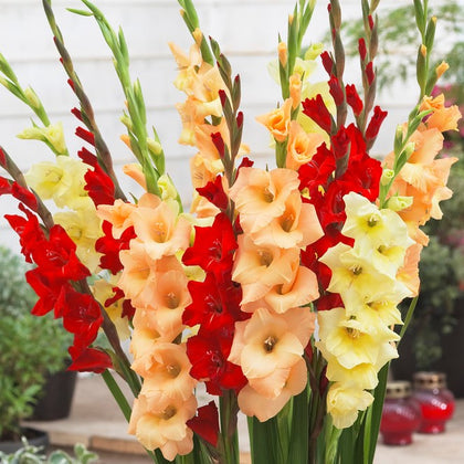 Bright Gladiolus Bulbs for Sale Online | Sunset Collection – Easy To ...