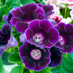 Gloxinia Bulbs for Sale – Easy To Grow Bulbs