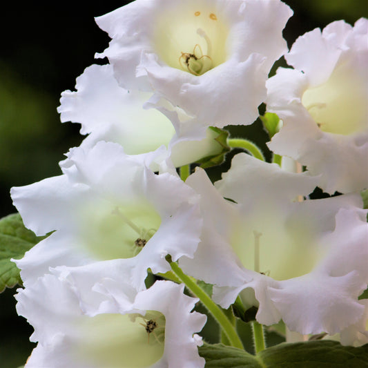 white gloxinia blooms