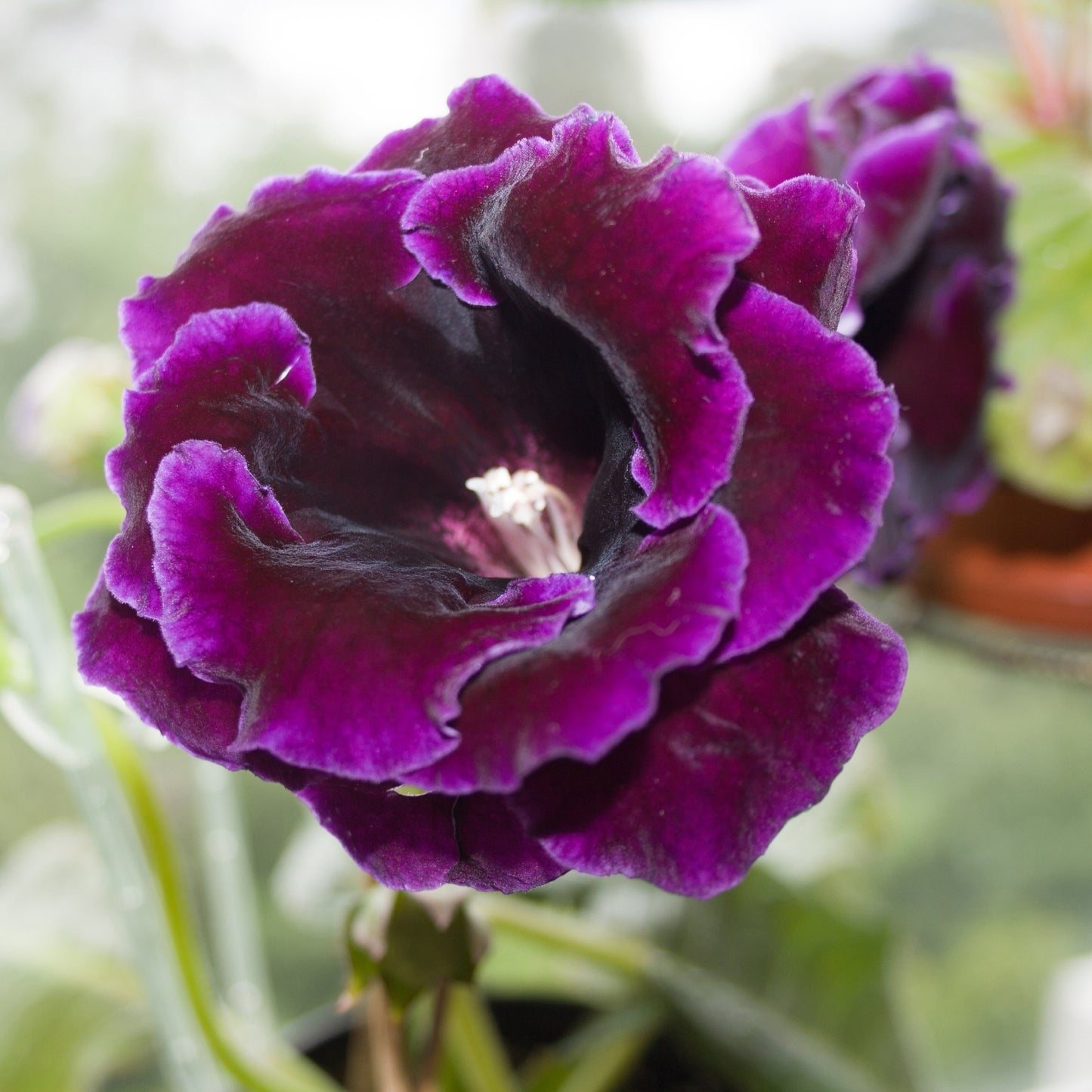 dark purple gloxinia