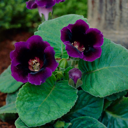 gloxinia violacea - dark purple blooms