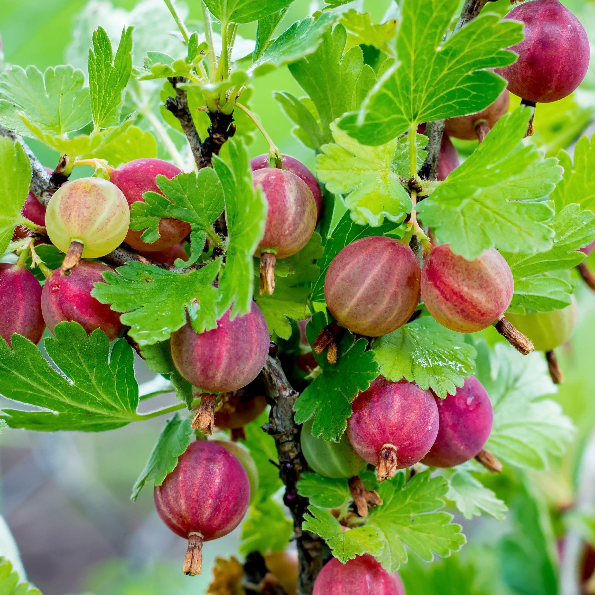 gooseberries on the bush