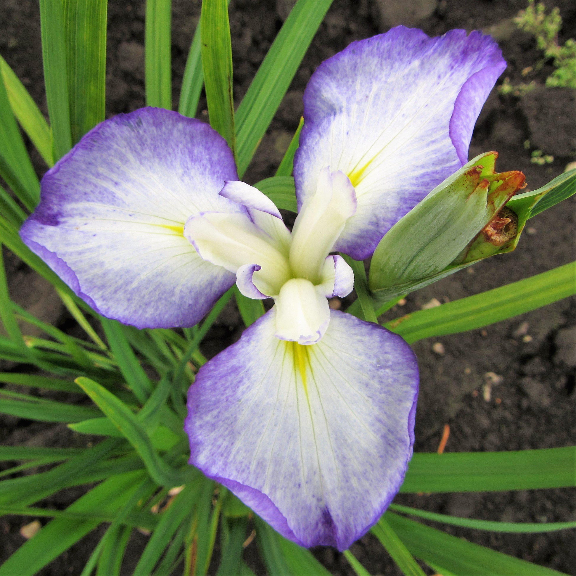 Light Purple Single Japanese Iris Zen Garden Mix