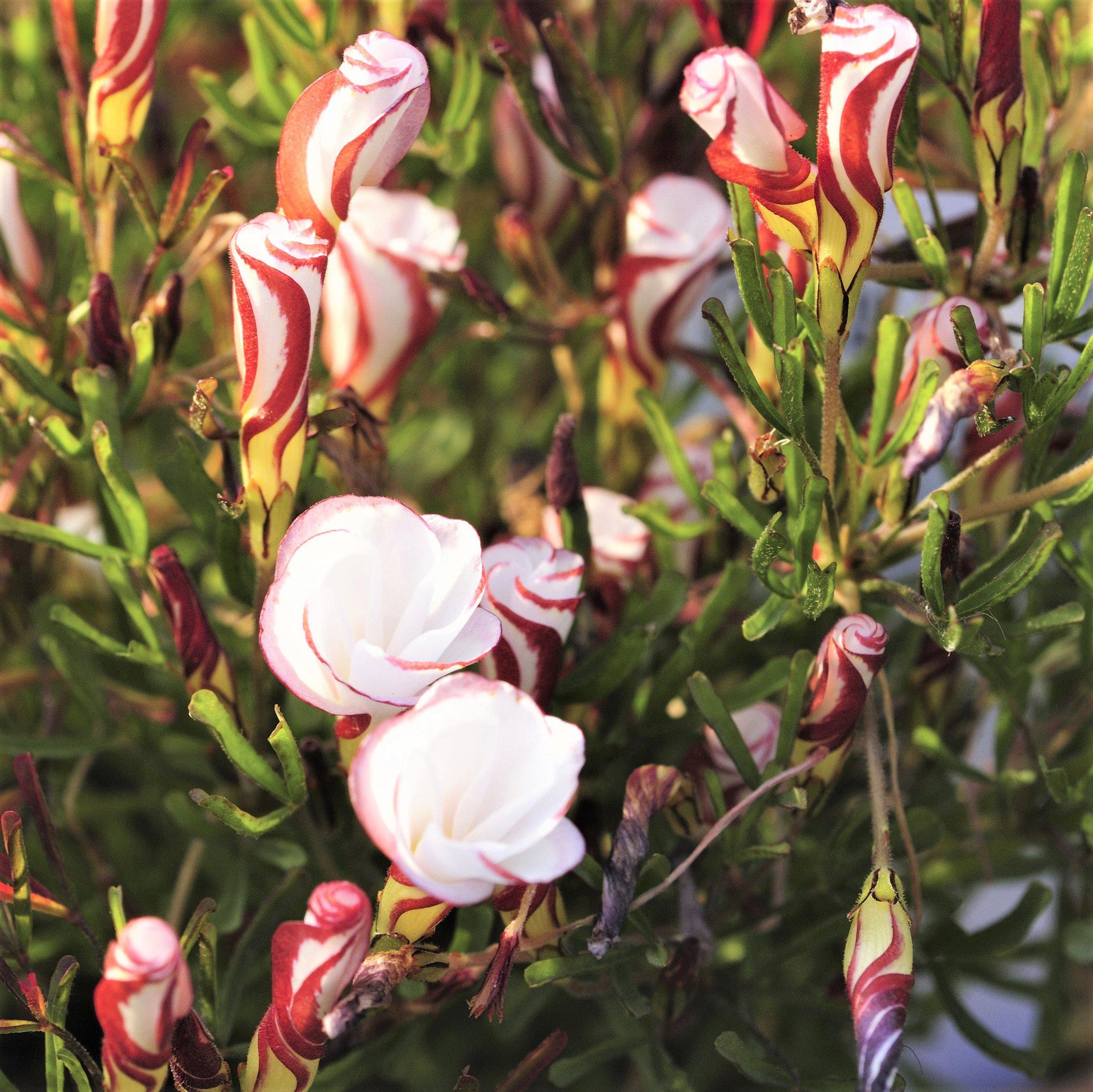 Small Grouping of Oxalis Grand Duchess Versicolor