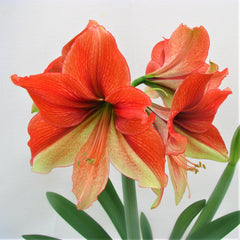 Amaryllis Bulbs for Sale – Page 2 – Easy To Grow Bulbs